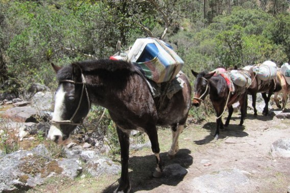 De Inca-trail, maar dan zonde…